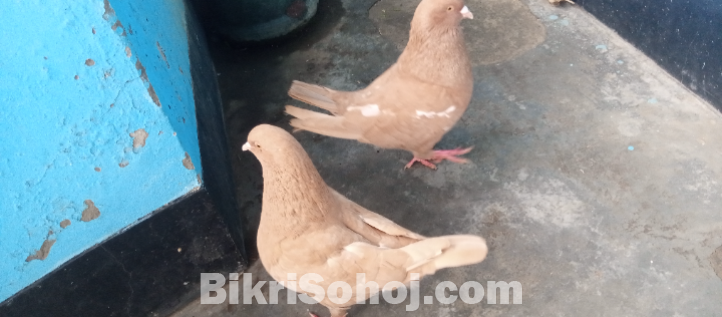 কিং কবুতর